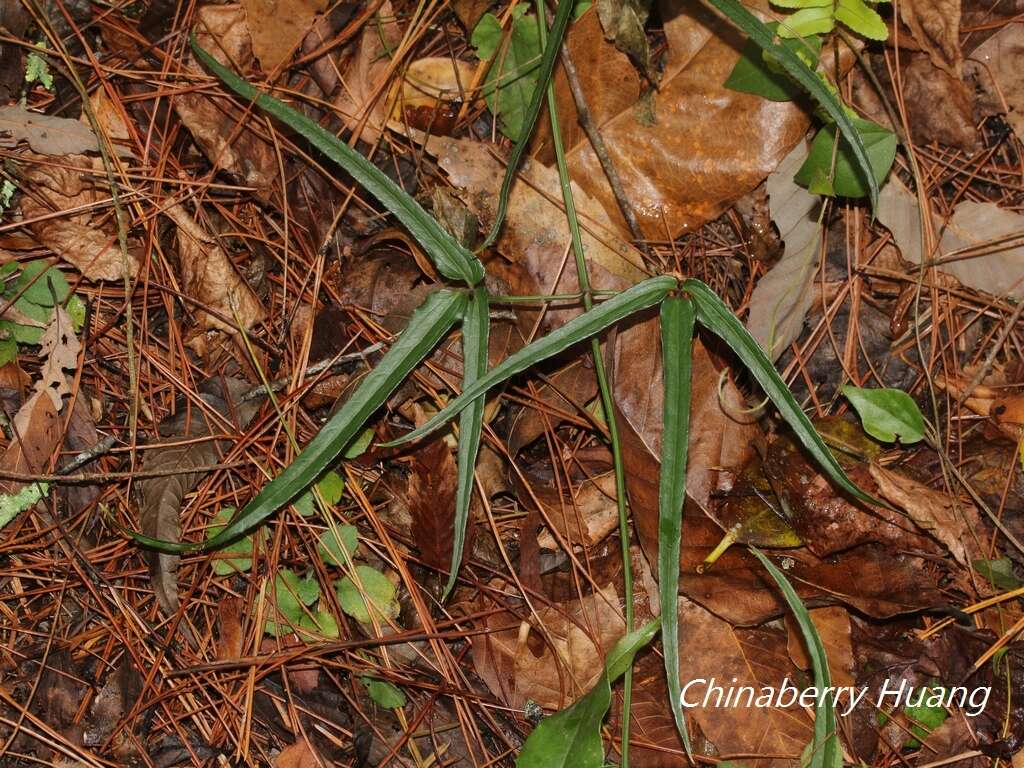 Plancia ëd Clematis meyeniana Walp.