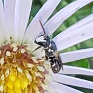 Sivun Hylaeus leptocephalus (Morawitz 1870) kuva