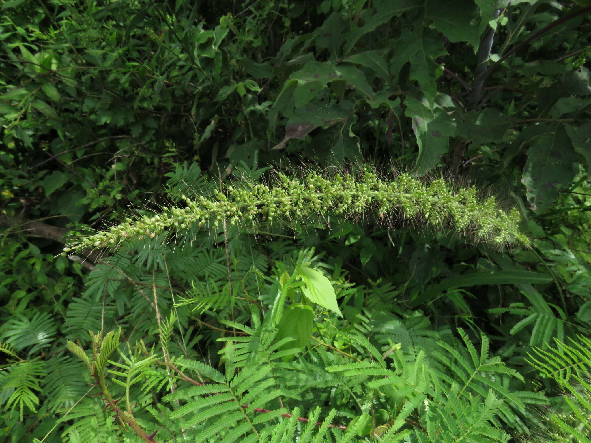 Image of Grisebach's bristlegrass