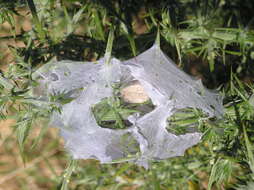 Image of Dolomedes minor L. Koch 1876