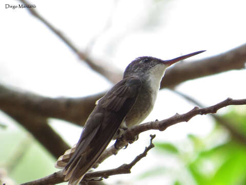 Image of Azure-crowned Hummingbird