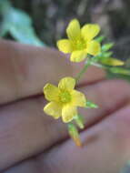 Image of Oxalis peduncularis Kunth