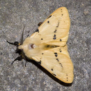 Image of Spilosoma lutea Hüfnagel 1766