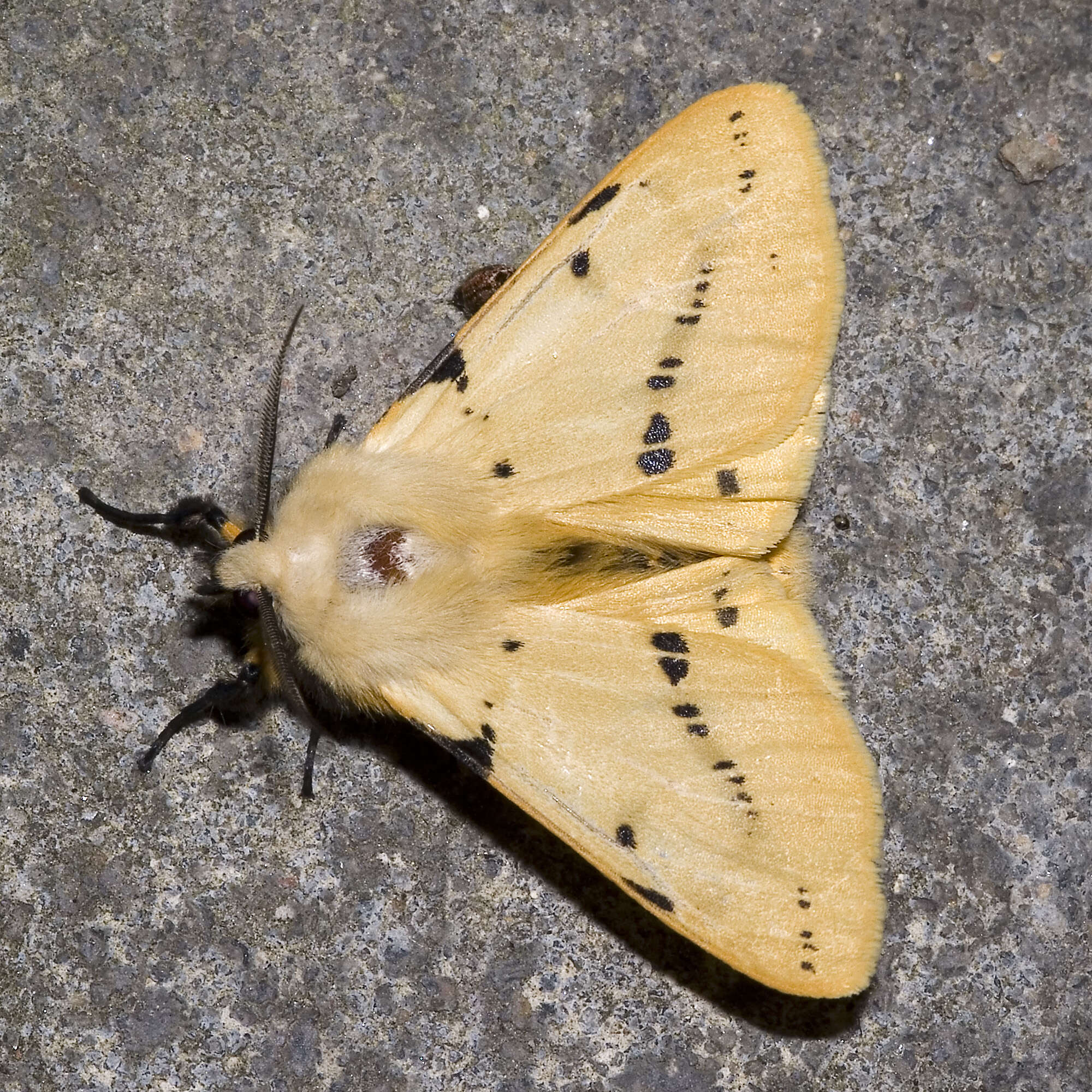 Spilosoma lutea Hüfnagel 1766 resmi