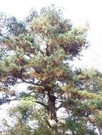 Imagem de Pinus glabra Walter