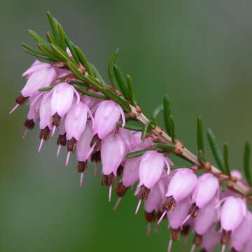 Imagem de Erica carnea L.