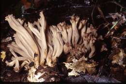 Imagem de Clavulinopsis umbrinella (Sacc.) Corner 1950