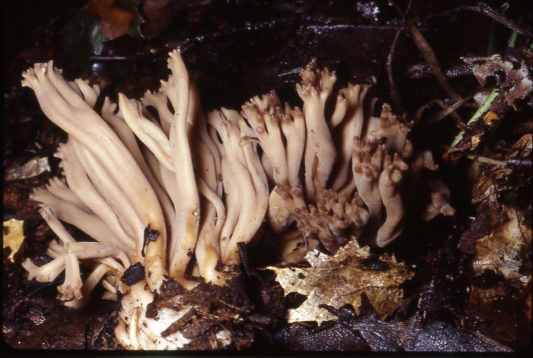 Image of Clavulinopsis umbrinella (Sacc.) Corner 1950