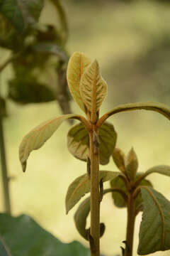 Image de Actinodaphne quinqueflora (Dennst.) M. R. Almeida & S. M. Almeida