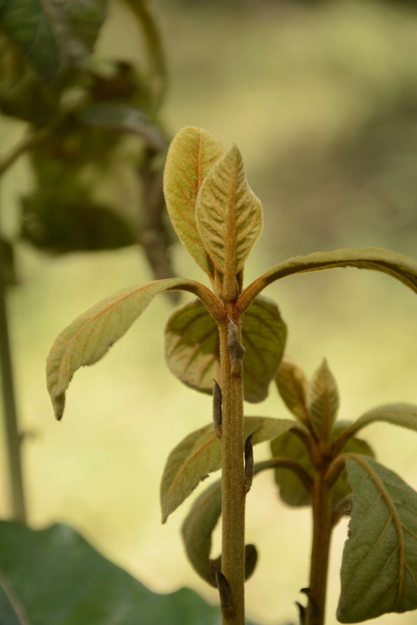 Image of Actinodaphne quinqueflora (Dennst.) M. R. Almeida & S. M. Almeida