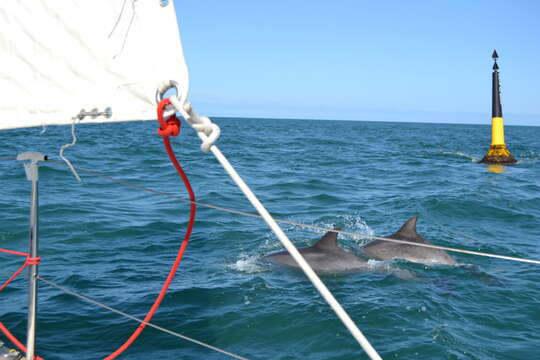 Image of Bottlenose Dolphin