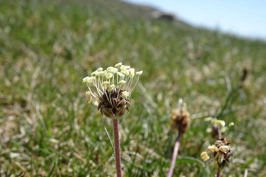 Image of Plantago monosperma Pourret