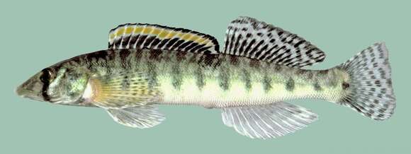 Image of Roanoke Logperch