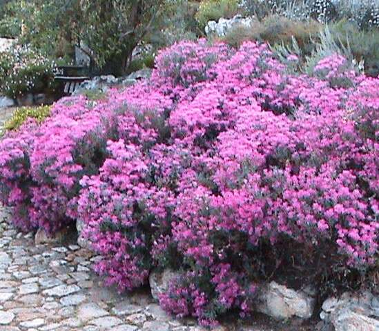 صورة Lampranthus