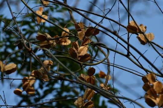 Dioscorea spiculiflora Hemsl.的圖片