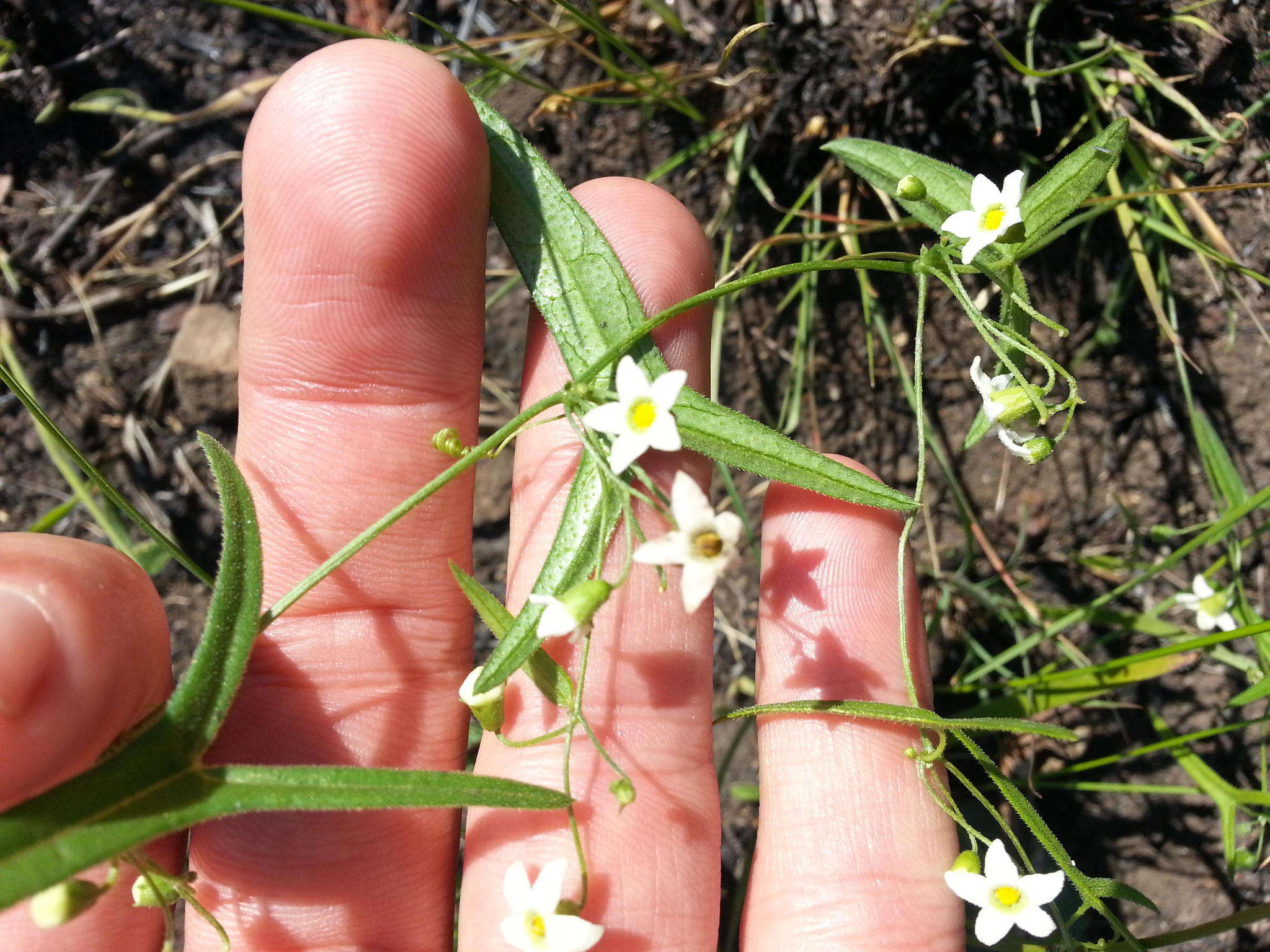 Image de Trochomeria sagittata (Harv. ex Sond.) Benth. & Hook. fil.