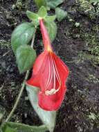 Image of Columnea microcalyx Hanst.