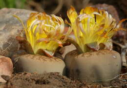 Image of Lithops lesliei subsp. lesliei