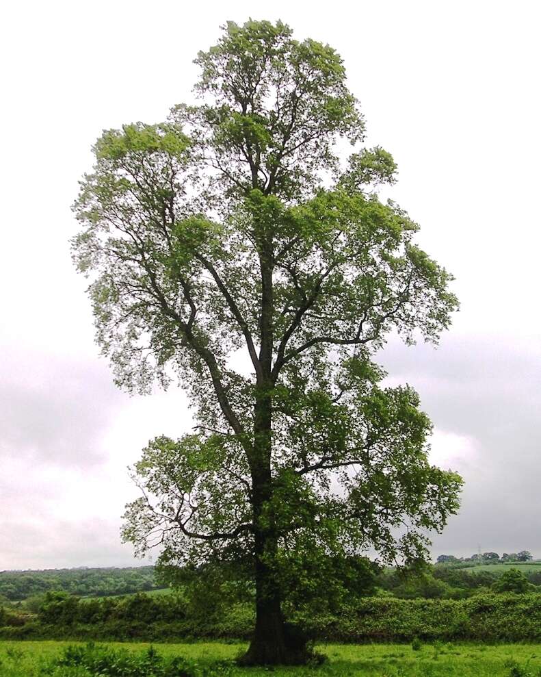 Image of elm