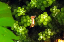 Image of Polycera maddoxi M. C. Miller 2005