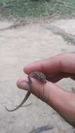 Image of Country Leaf-toed Gecko