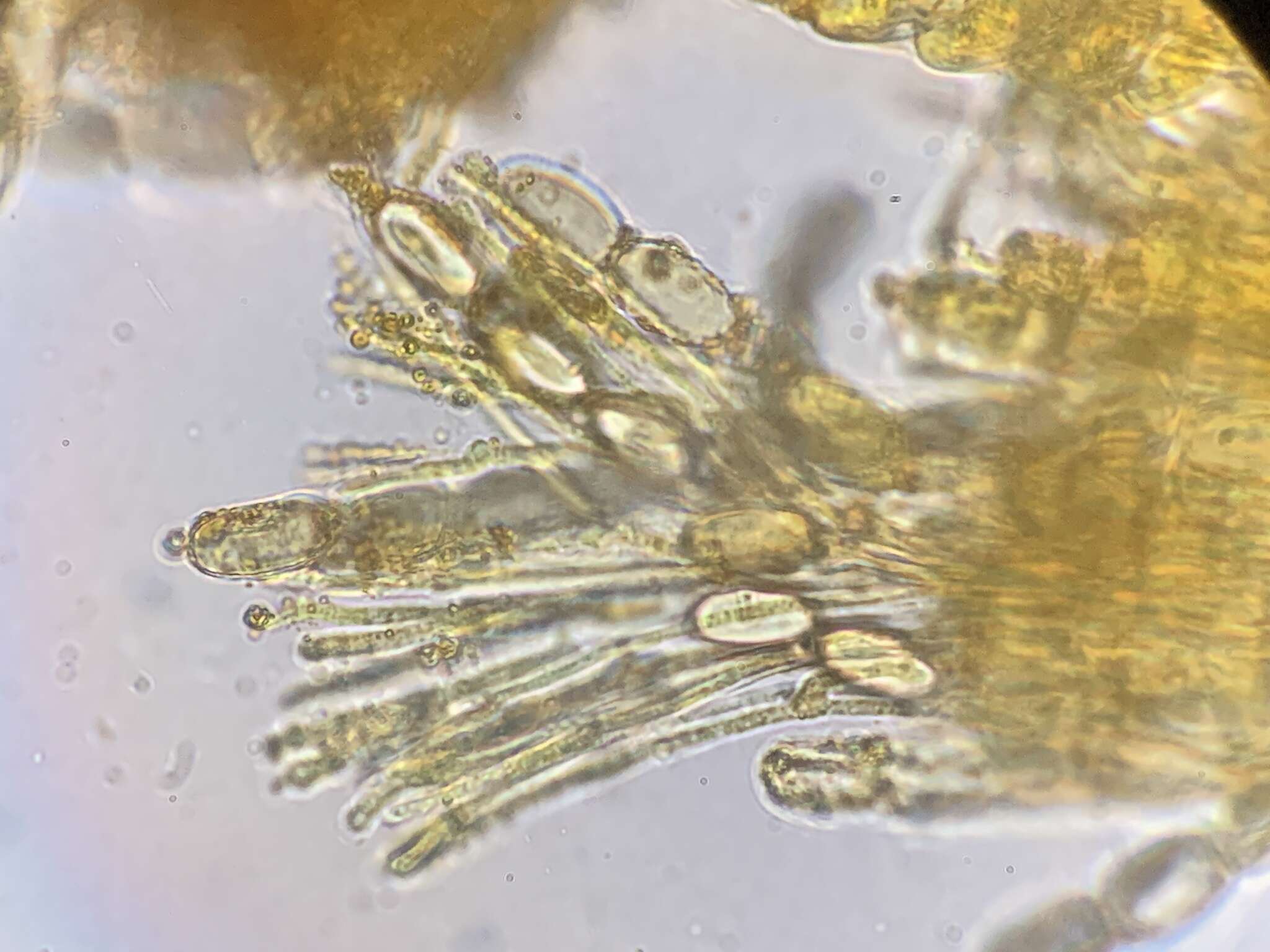 Image of Pseudombrophila cervaria (W. Phillips) Brumm. 1995