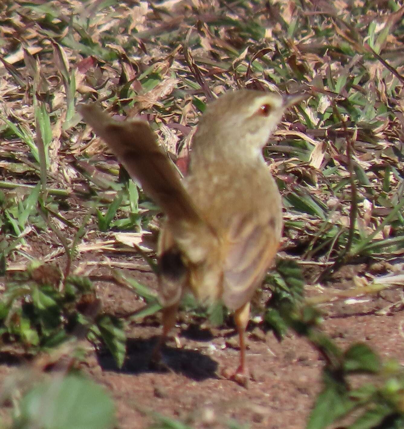 Слика од Prinia subflava affinis (Smith & A 1843)