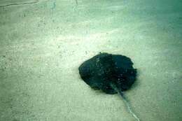 Image of MacLeay's Coachwhip Ray