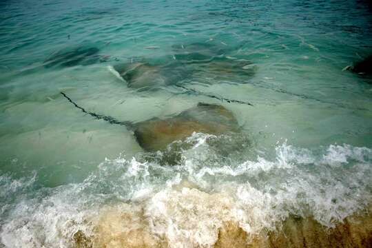 Image of Jenkins' Whipray