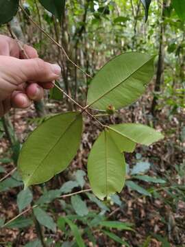 Image of Myrcia eugeniopsoides (D. Legrand & Kausel) Mazine