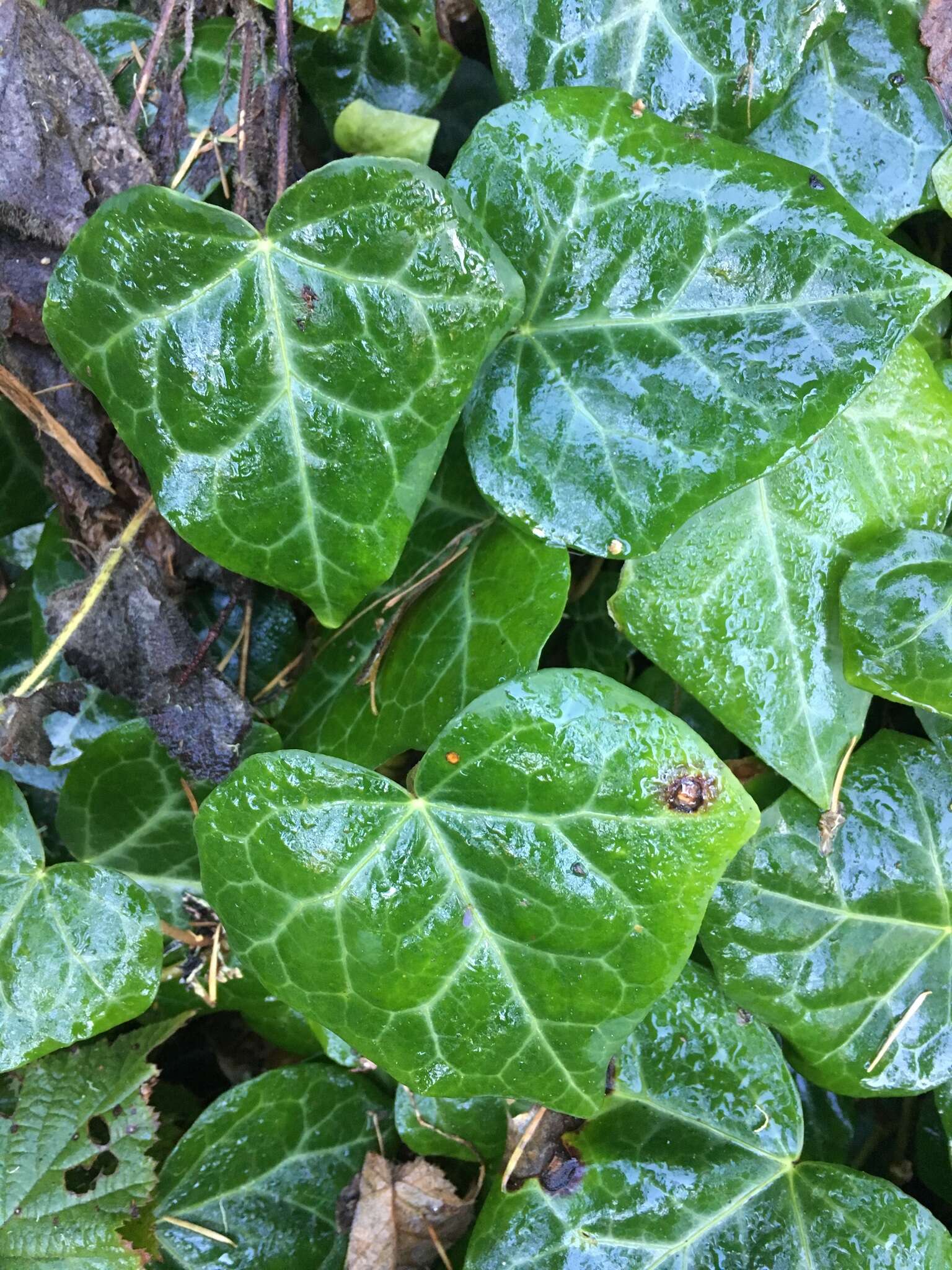 Image of Algerian ivy