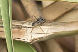 صورة Pardosa pseudoannulata (Bösenberg & Strand 1906)