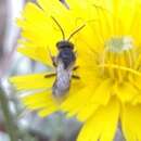 Слика од Lasioglossum villosulum (Kirby 1802)