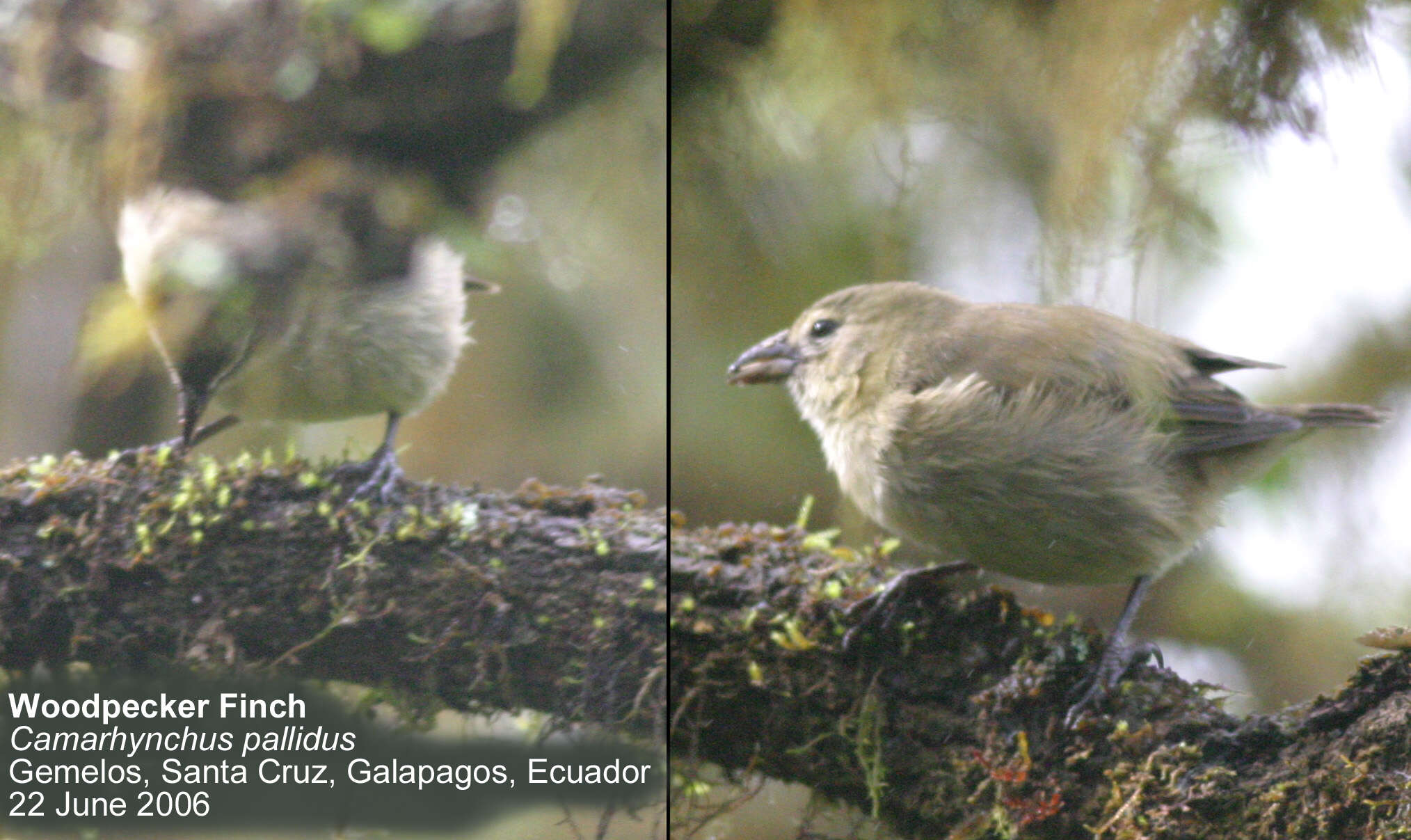 Image of Woodpecker Finch