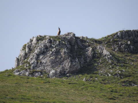 Image of Apennine chamois