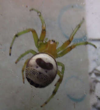 Image of Araneus mitificus (Simon 1886)