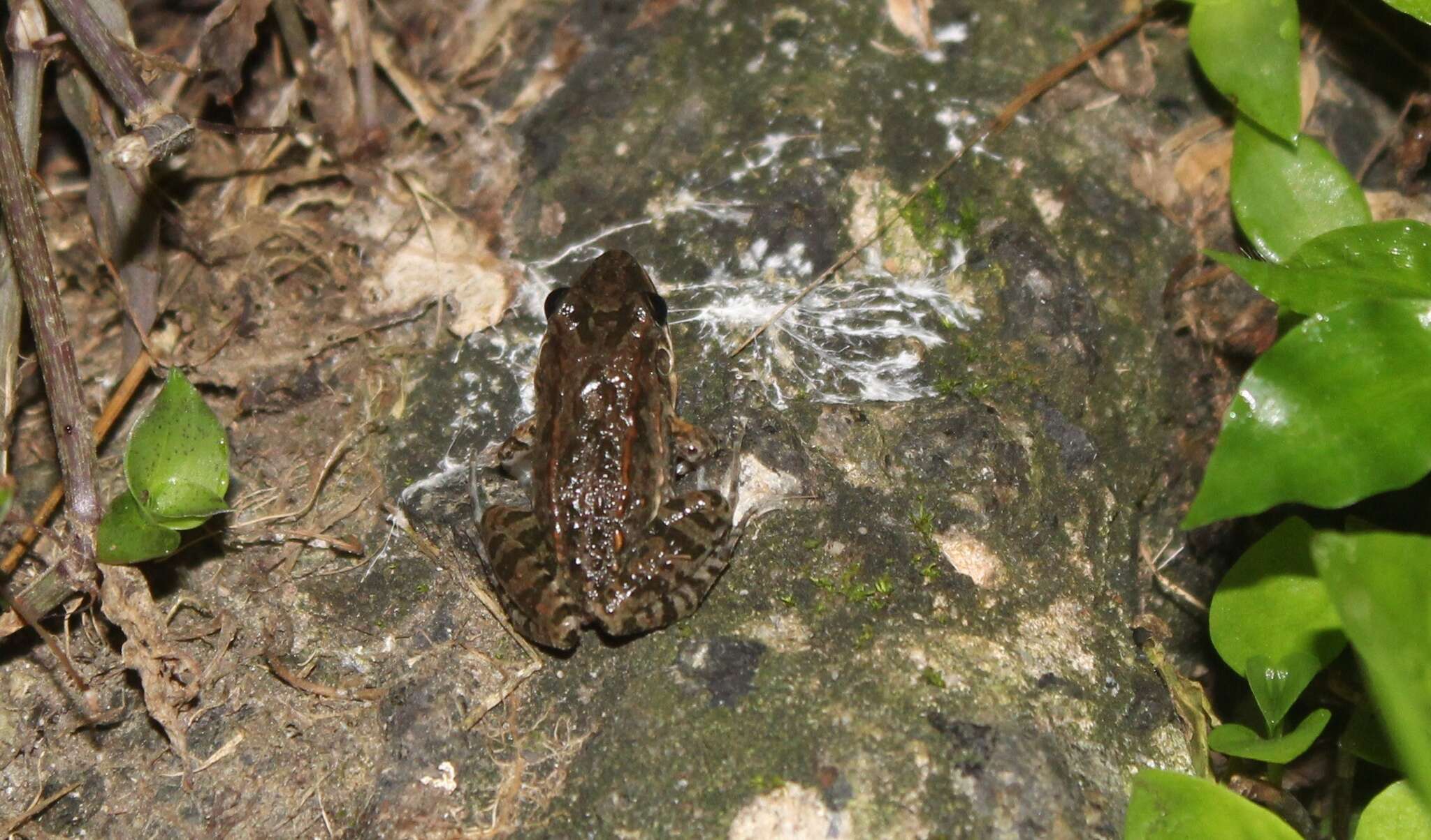 Image of Leptodactylus poecilochilus (Cope 1862)