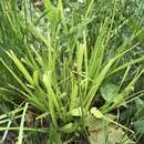 Image de Carex alopecoidea Tuck.