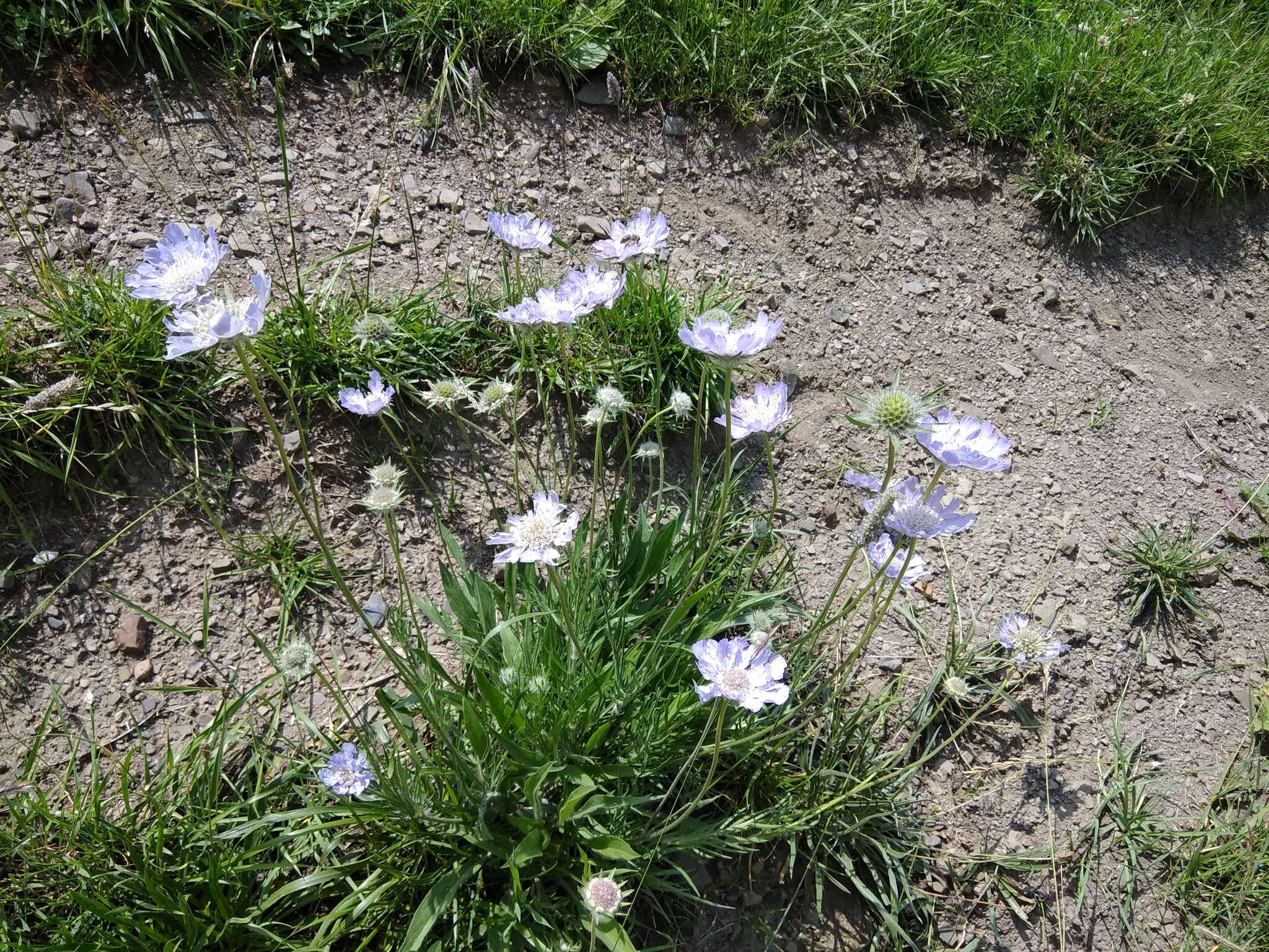 Image of Pincushion-flower