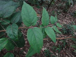 Image of Lonicera hypoglauca Miq.