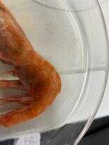 Image of northern prawn