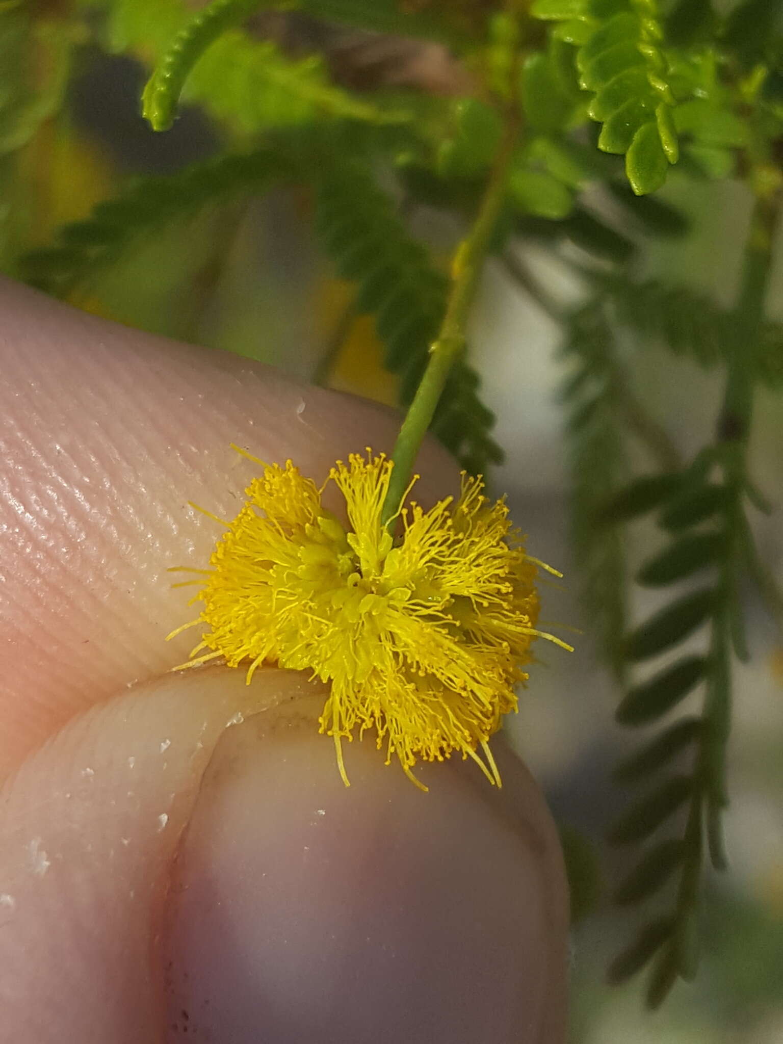 Vachellia vernicosa (Britton & Rose) Seigler & Ebinger resmi