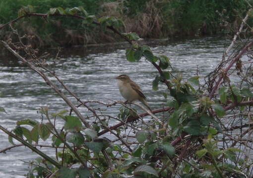 Image of Sedge Warbler