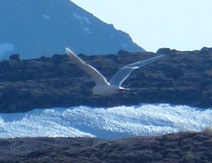 Image of Glaucous Gull