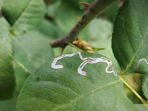 Stigmella centifoliella (Zeller 1848) Beirne 1945 resmi