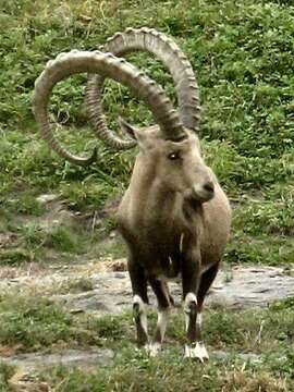 Image of Nubian Ibex