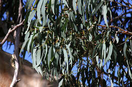 Слика од Eucalyptus camaldulensis subsp. camaldulensis