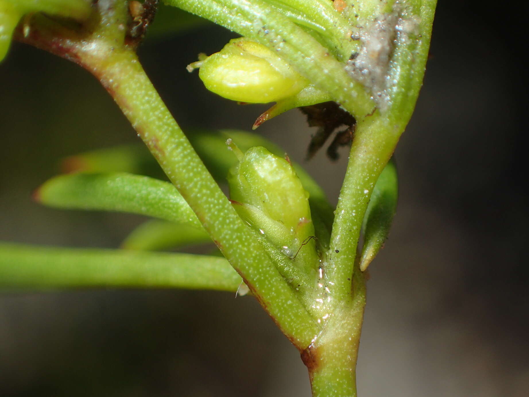 Image of Centella sessilis Adamson