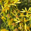 Senecio blochmaniae Greene resmi