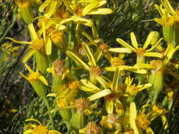 Image of dune ragwort